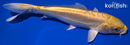 7.75" DOITSU YAMABUKI OGON