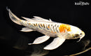 8.75" ARAGOKE KIN KIKOKURYU BUTTERFLY