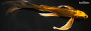 8.5" KI MATSUBA BUTTERFLY