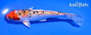 6" YAMATO NISHIKI