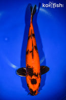 12.75" KIN HI UTSURI