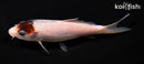 5.5" BUDO GOROMO