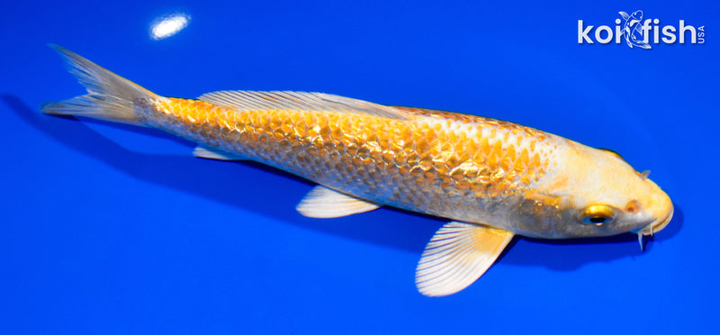 7.25" GINRIN YAMABUKI OGON