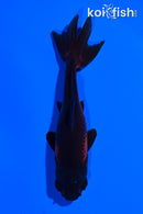 3.75" WAKIN GOLDFISH