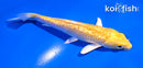 5" GINRIN YAMABUKI OGON