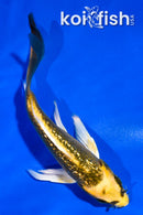 4.5" GINRIN KI MATSUBA BUTTERFLY