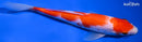 7.5" KOHAKU