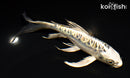 7" KIN KIKOKURYU BUTTERFLY