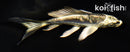4" KIKOKURYU BUTTERFLY