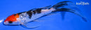 6.5" GINRIN SANKE BUTTERFLY