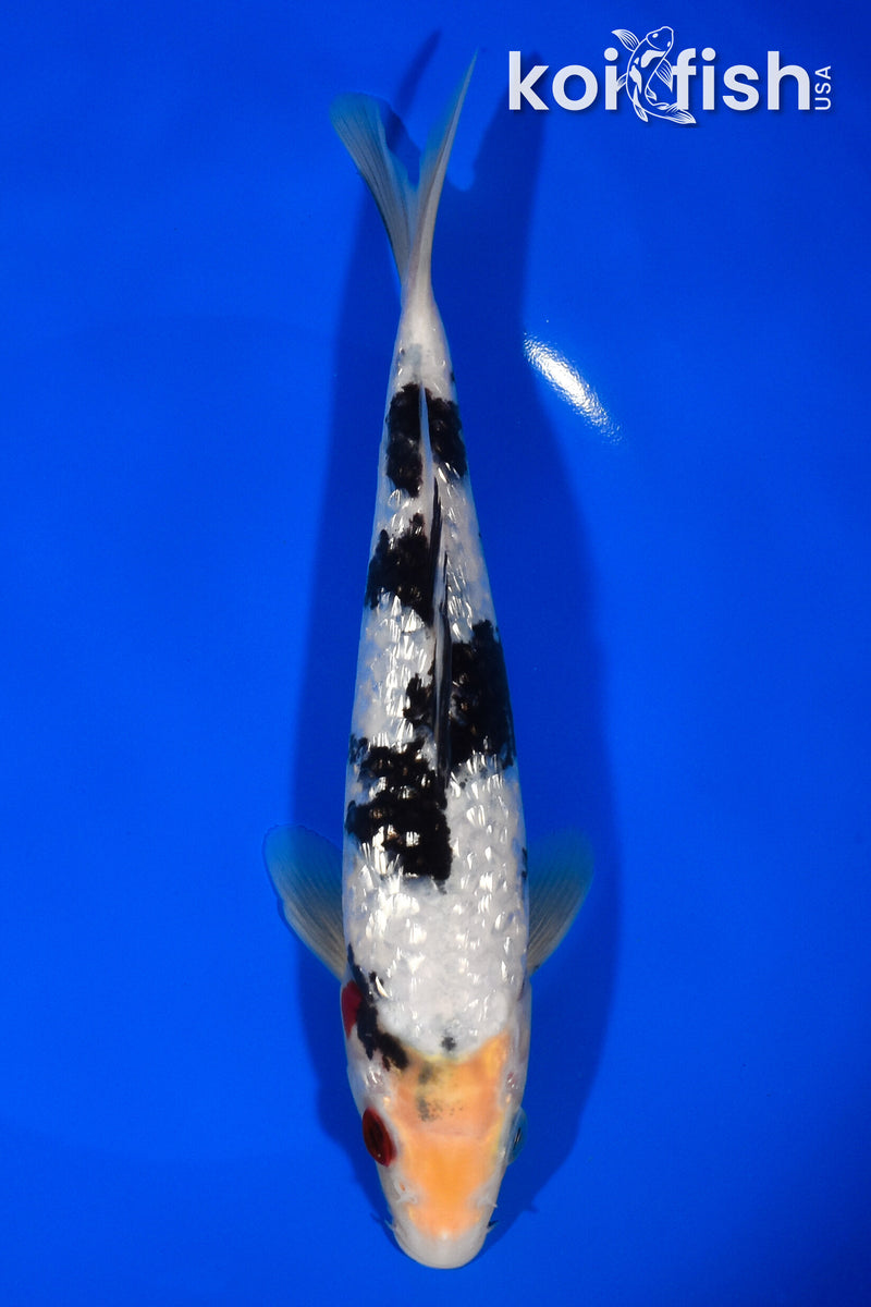 8" GINRIN SHIRO BEKKO