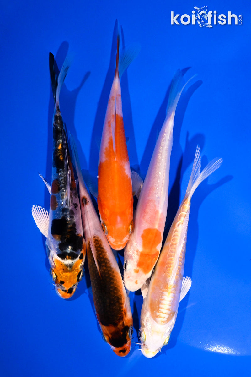 PACK OF (5) 4-5" STANDARD KOI