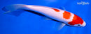 9.25" KOHAKU