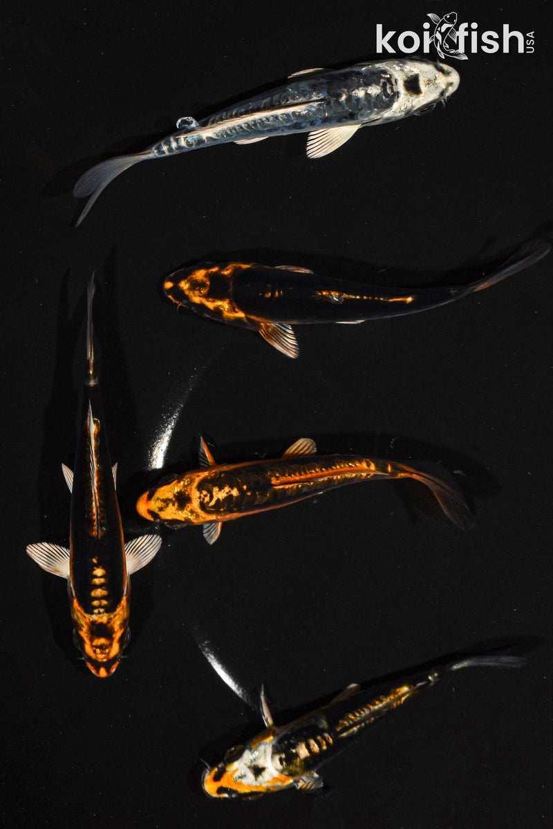 Pack of (5) 4-5" standard ghost koi