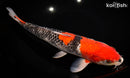 12.75" GOSHIKI