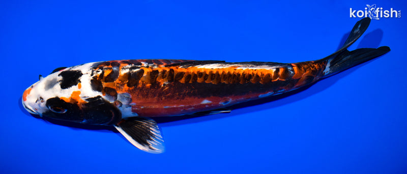 12.25" BENI KIKOKURYU
