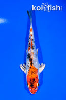 6" GINRIN YAMATO NISHIKI