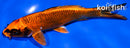6.5" ORENJI MATSUBA