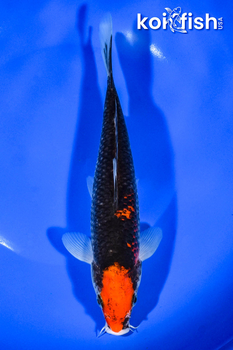 7.75" GOSHIKI