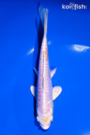 6.5" DOITSU HARIWAKE