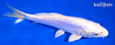 7.25" DOITSU PLATINUM OGON