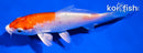 3.5" YAMATO NISHIKI