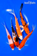 PACK OF (5) 5.5-5.75" STANDARD KOI