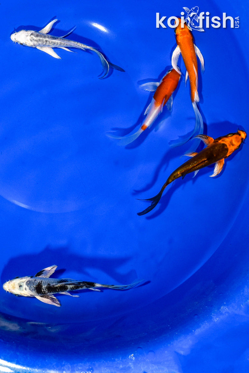 PACK OF (5) 3-4" BUTTERFLY KOI