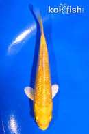 4" GINRIN YAMABUKI OGON