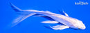 5.5" GINRIN PLATINUM OGON BUTTERFLY