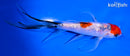 5.5" GINRIN SANKE BUTTERFLY