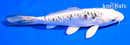 6" ARAGOKE KUJAKU