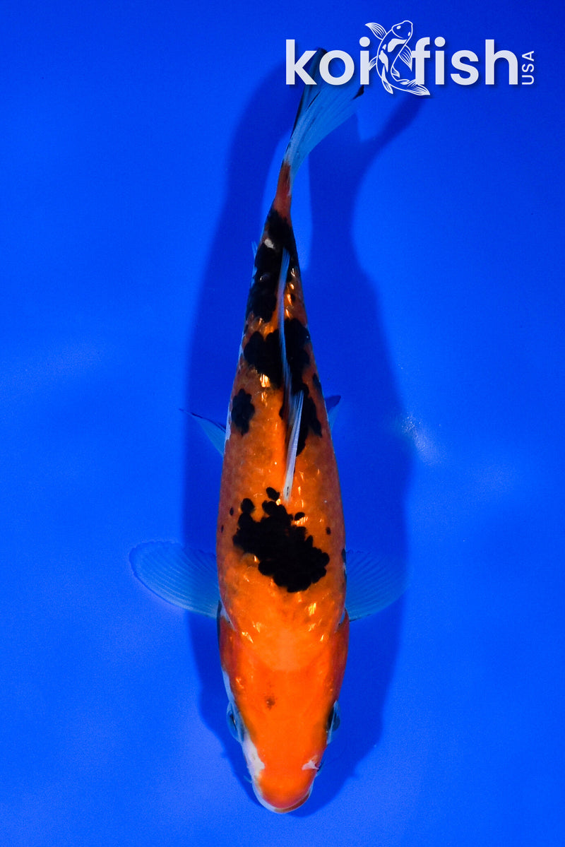 6.25" GINRIN AKA SANKE