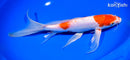 10.5" ARAGOKE KOHAKU BUTTERFLY