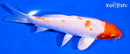 5.5" HARIWAKE