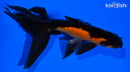 5.25" WATONAI GOLDFISH