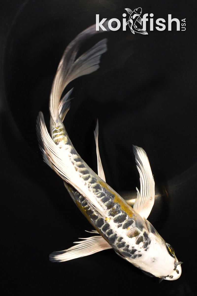 8" ARAGOKE KIN KIKOKURYU BUTTERFLY
