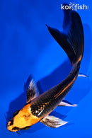 5.25" ORENJI MATSUBA BUTTERFLY