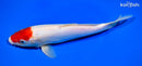 10" DOITSU TANCHO KOHAKU