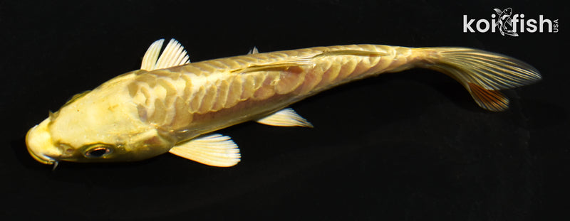 5.5" ARAGOKE YAMABUKI OGON