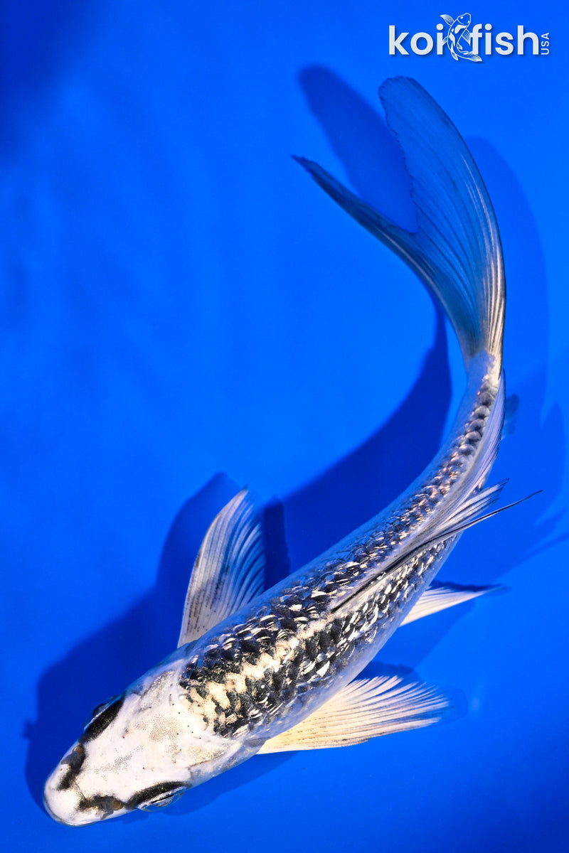 5" GINRIN GINGA BUTTERFLY