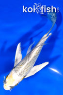 6" KI GINGA BUTTERFLY