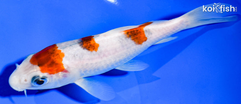 6" GOROMO