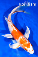 9.25" HARIWAKE BUTTERFLY