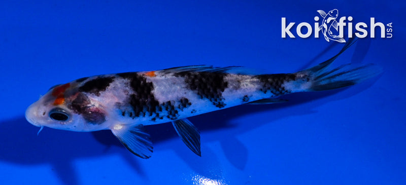 4.5" BENI MATSUKAWABAKE