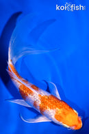 5" GINRIN HARIWAKE BUTTERFLY