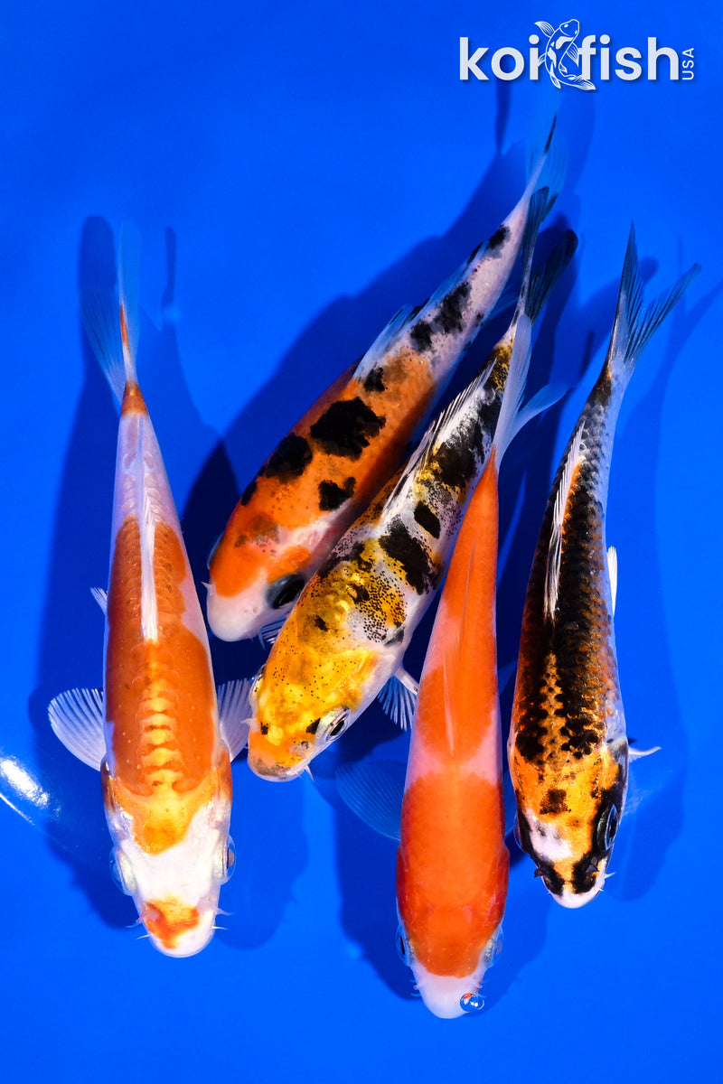 PACK OF (5) 4-5" STANDARD KOI