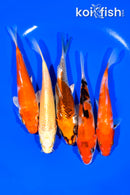 PACK OF (5) 5.25-5.5" STANDARD KOI