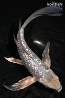 9" GINRIN METALLIC SORAGOI BUTTERFLY