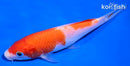 5.5" KOHAKU